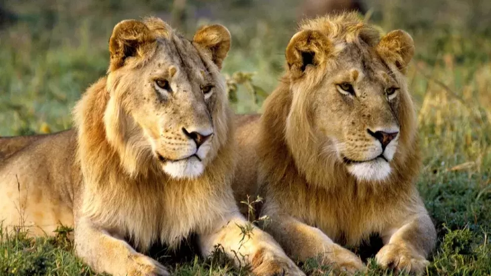 Two African lions laying in a field of grass
